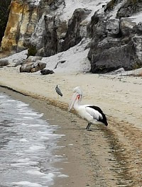 Pelikan am Strand