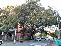 Straßenbaum, einfach fantastisch, so groß