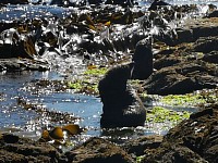 Seehunde oder Seebären