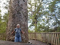 Großer Kauri-Baum